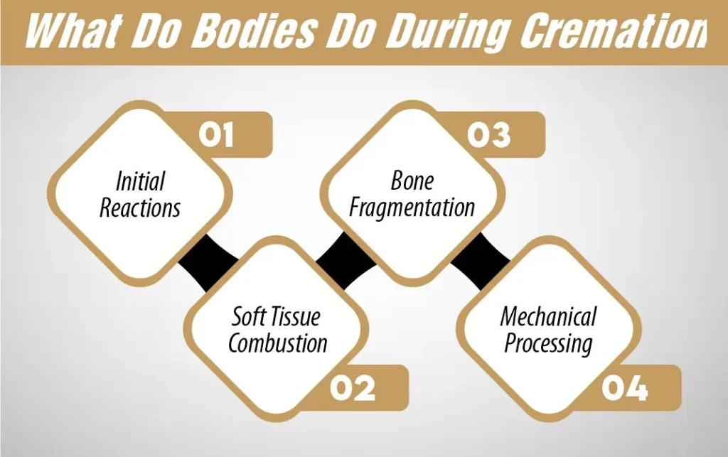 What Do Bodies Do During Cremation